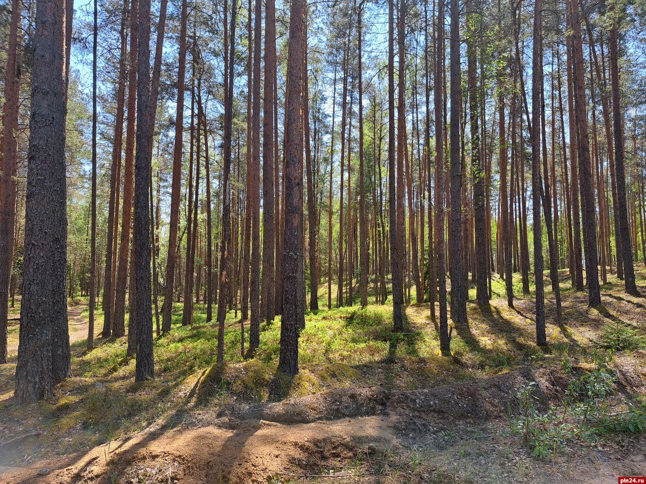 Запрет на посещение лесов и разведение костров ввели в Псковской области