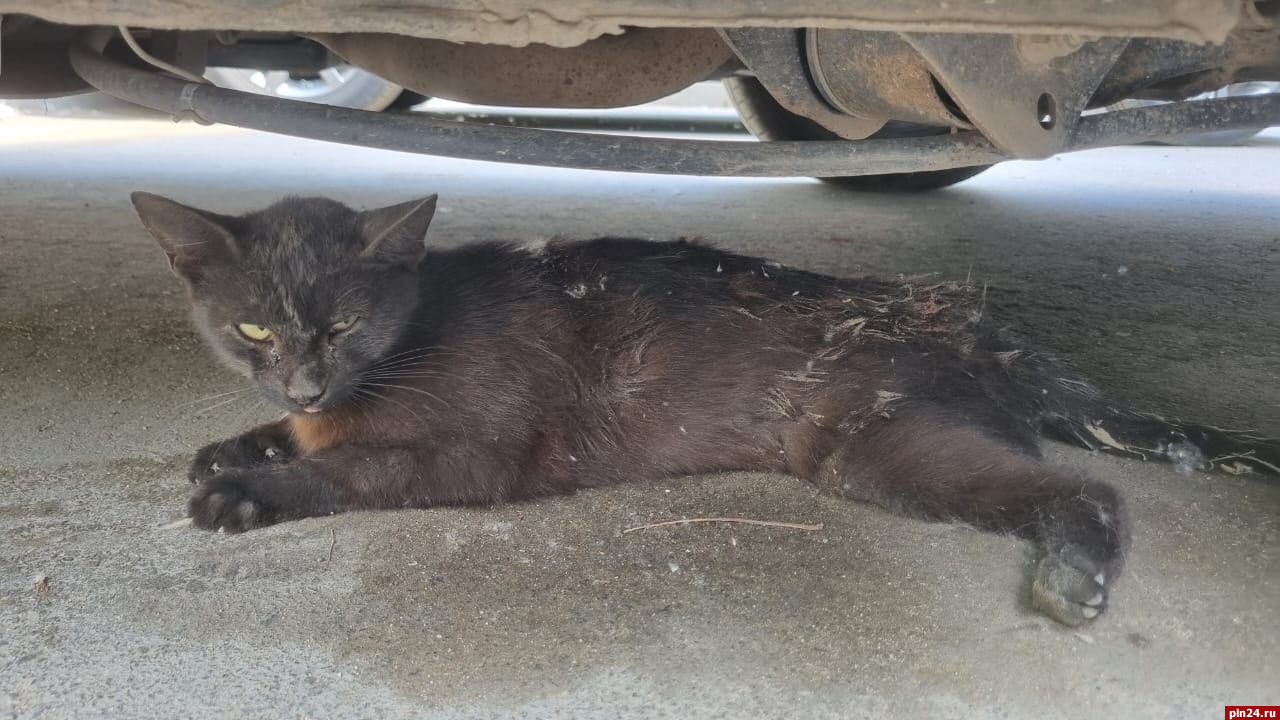 Псковичи спасают беременную кошку со сломанной лапой