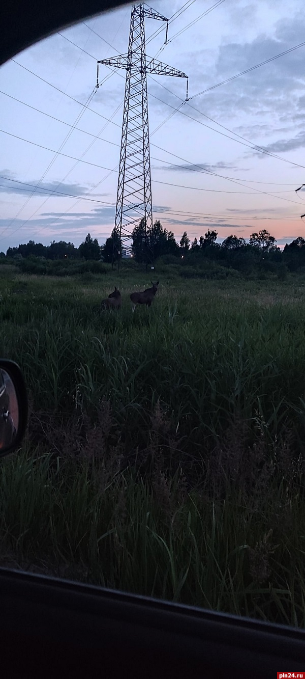 Двух лосей заметили возле завода на Запсковье
