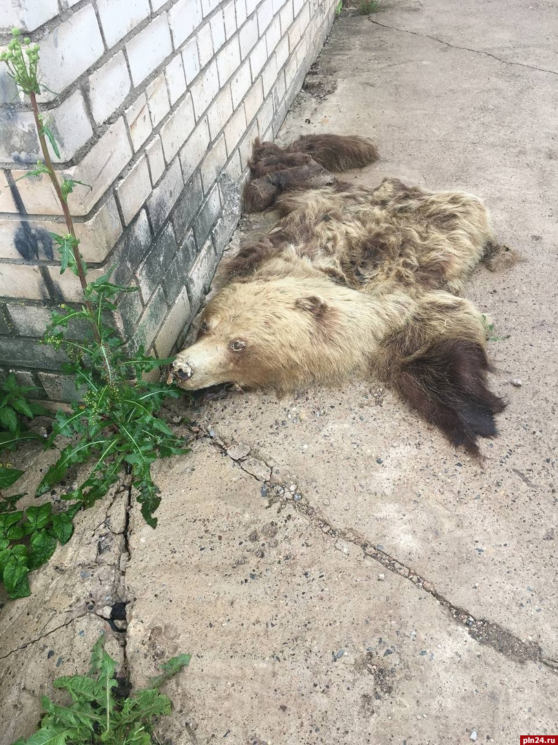 Шкуру с головой медведя нашли среди гаражей в Великих Луках. ФОТО