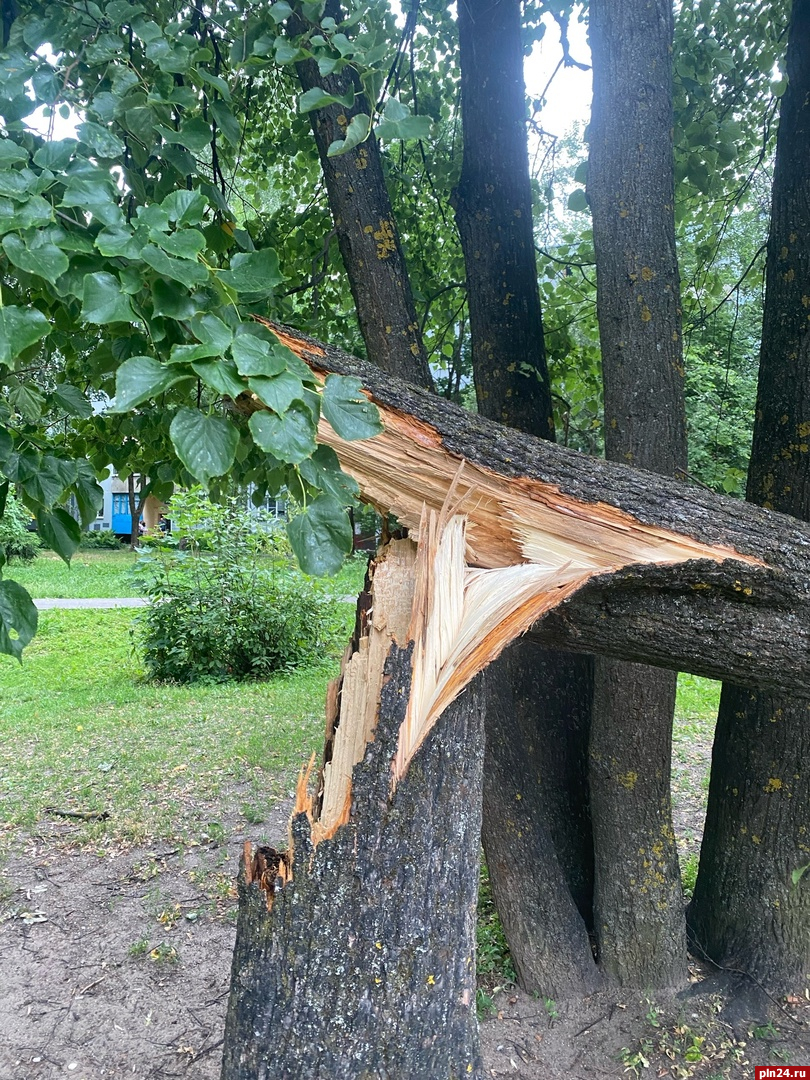 Дерево рухнуло на автомобиль вблизи детской площадки на Завеличье