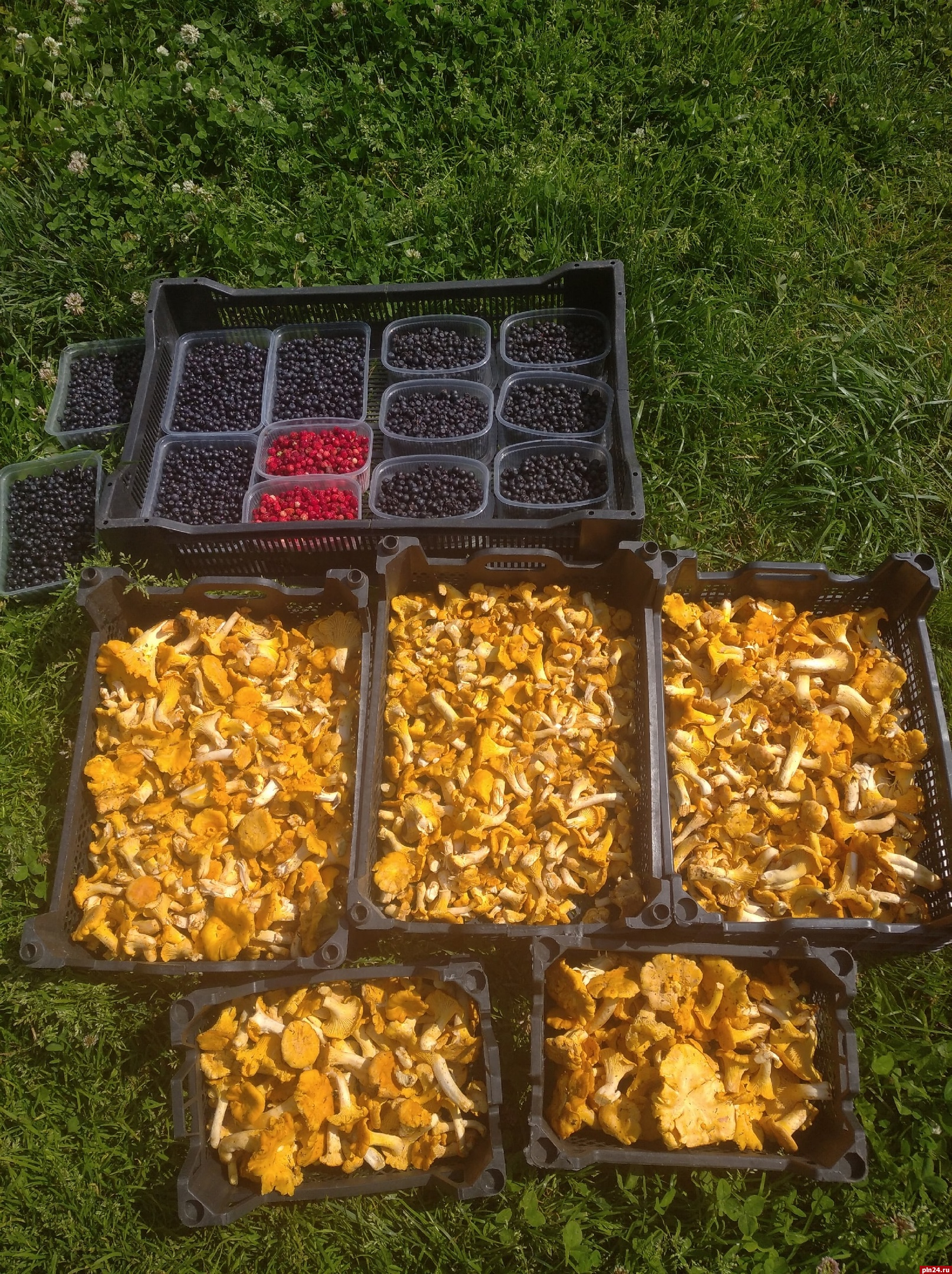 Несколько ящиков лисичек смогли собрать грибники в Печорском районе