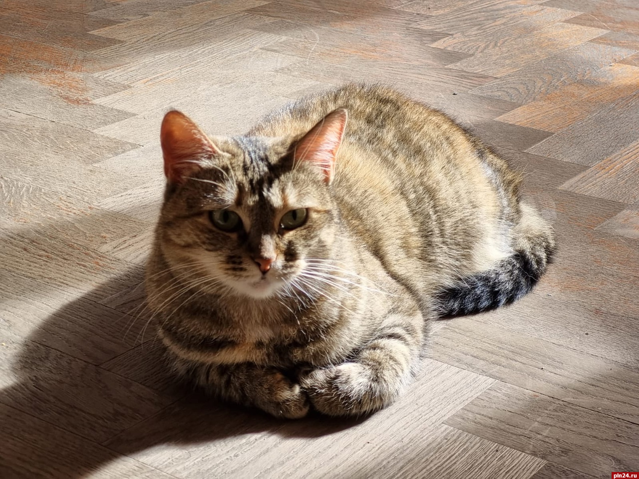 Пропавшую из Городского культурного центра в Пскове кошку Машу нашли