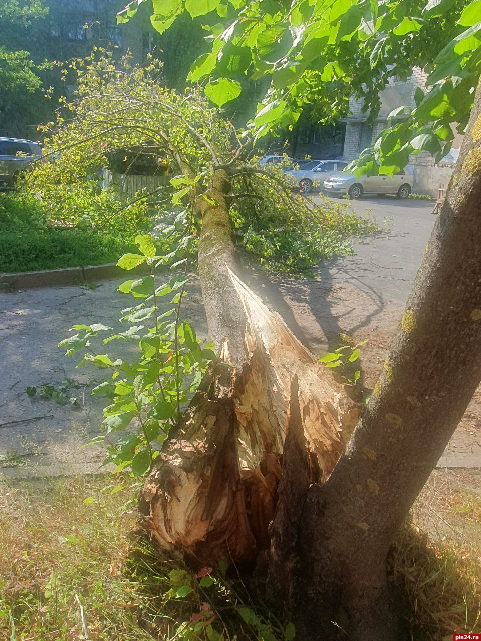 Дерево рухнуло на площадку для сбора ТКО на Завеличье