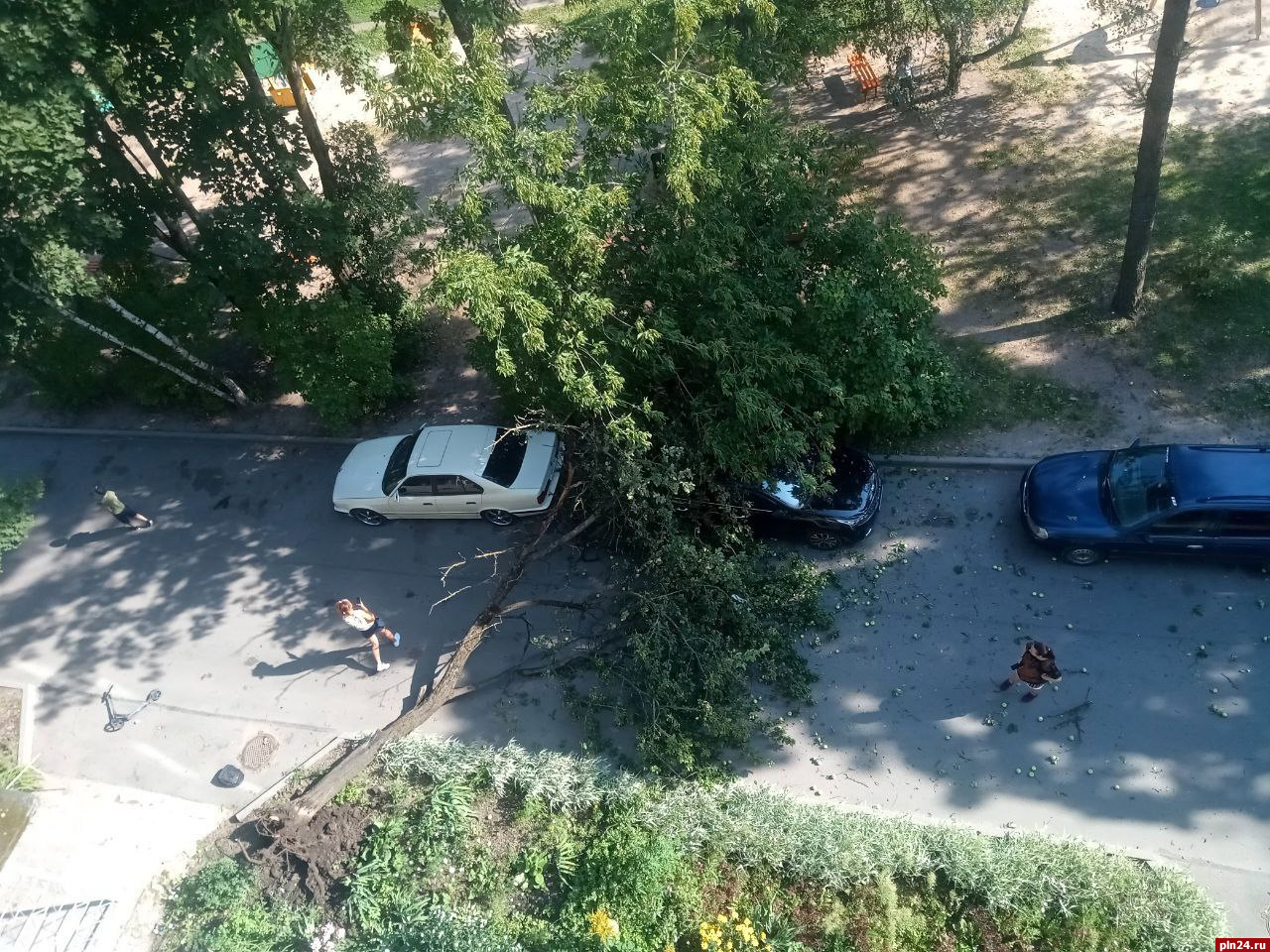 Упавшее на автомобиль дерево оперативно убрали в Пскове