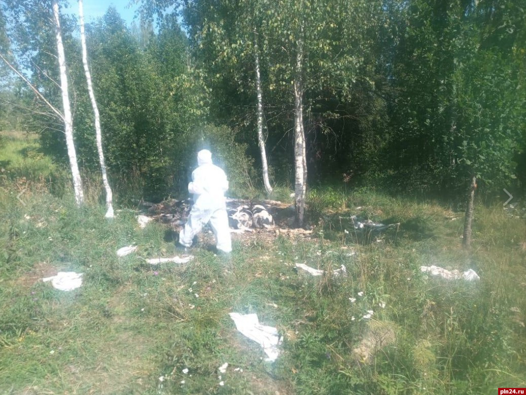 Трупы телят нашли у палкинской деревни Анашкино