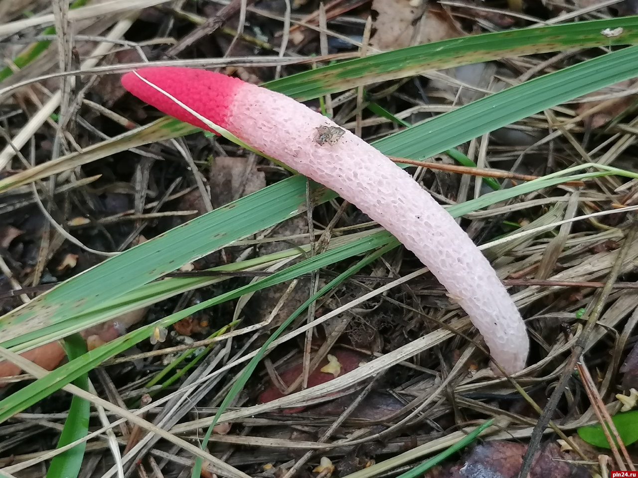 Яркий розовый гриб обнаружили великолучане