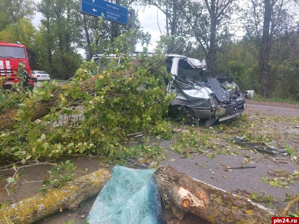 Водитель погиб в Ленобласти из-за упавшего на трассу дерева