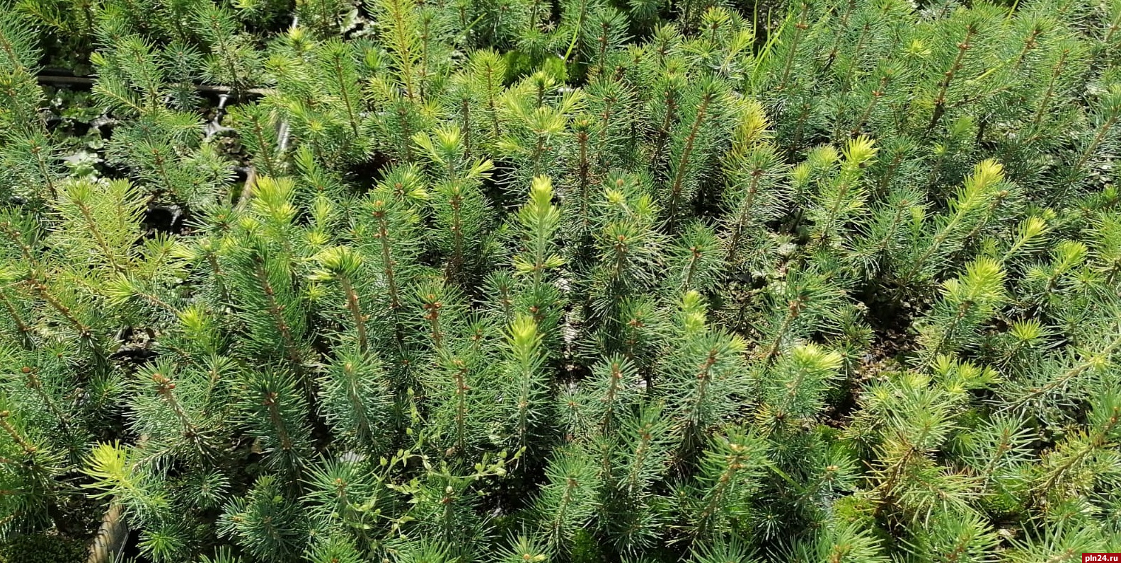 Псковские питомники. Forestry Nursery.