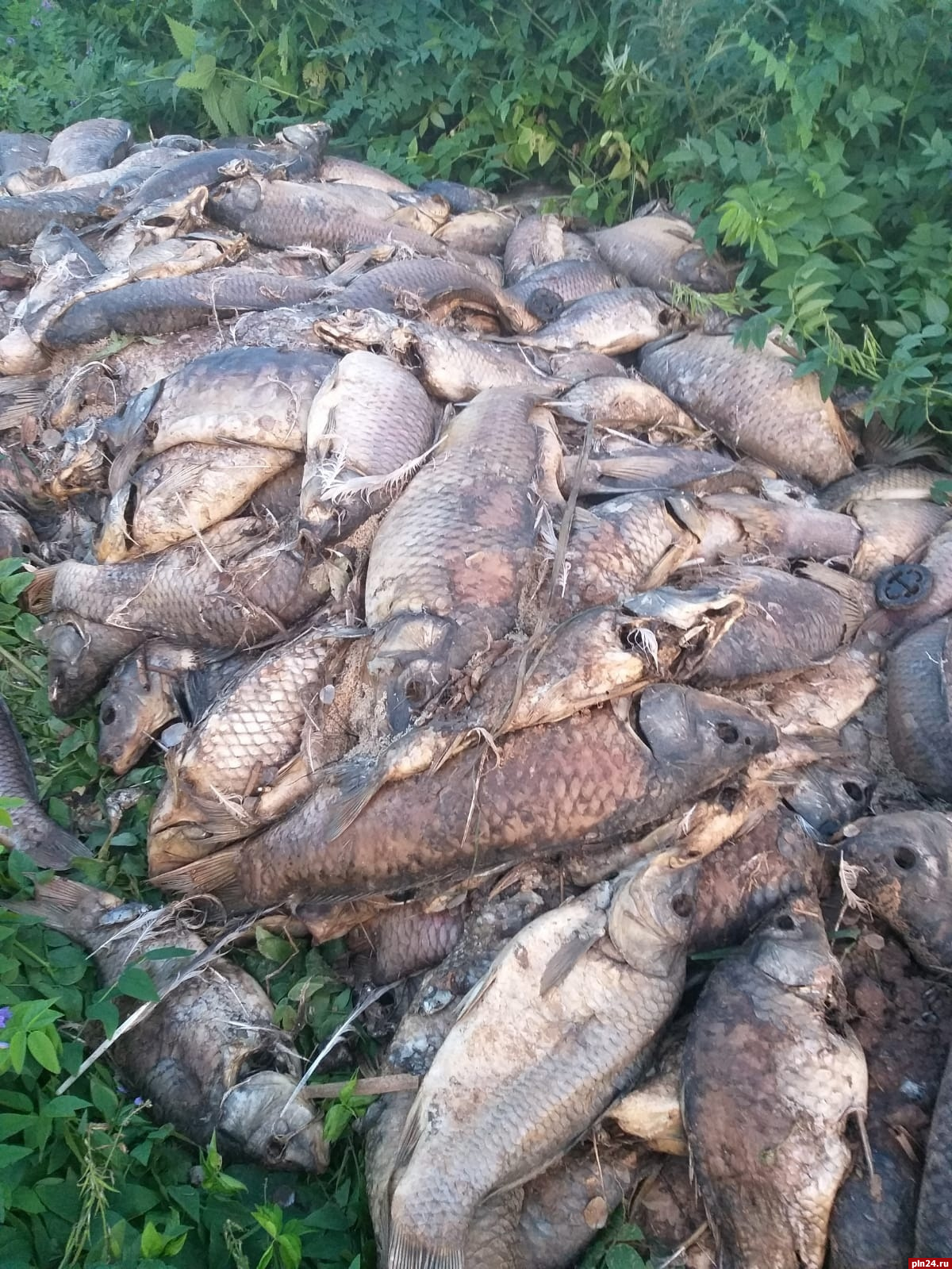 «Запах не самый лучший»: кучу выброшенной рыбы нашли в поле под Великими Луками
