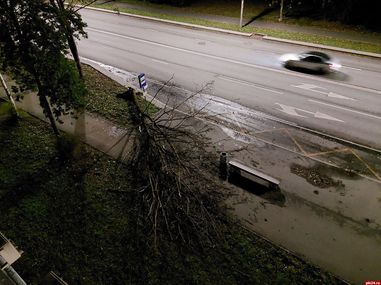 Дерево упало возле остановки на улице Коммунальной в Пскове