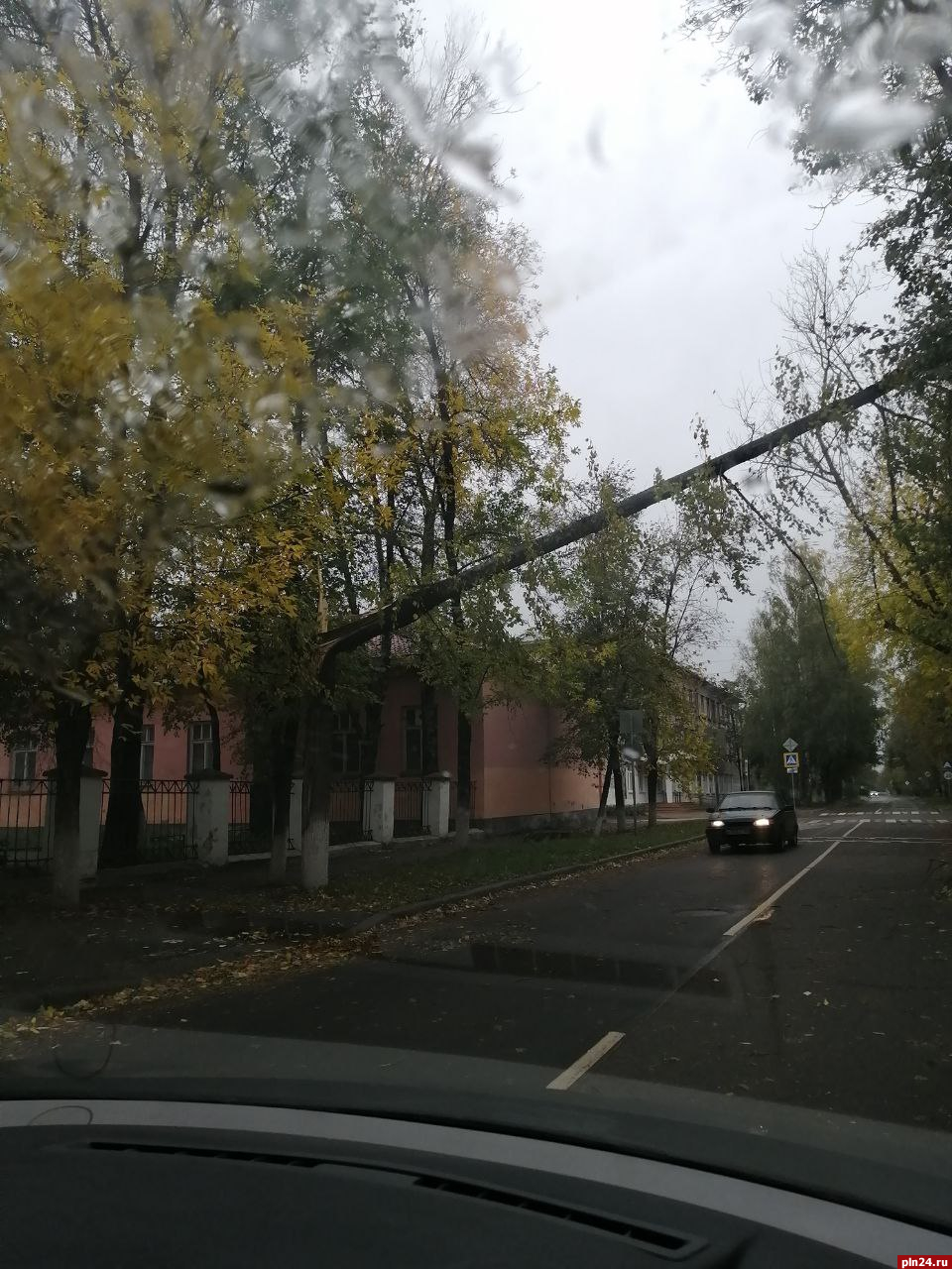 Дерево повисло над дорогой на улице Кошевого в Пскове