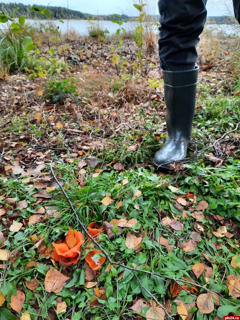 Гриб-апельсиновая кожура попался псковичке в гдовском лесу