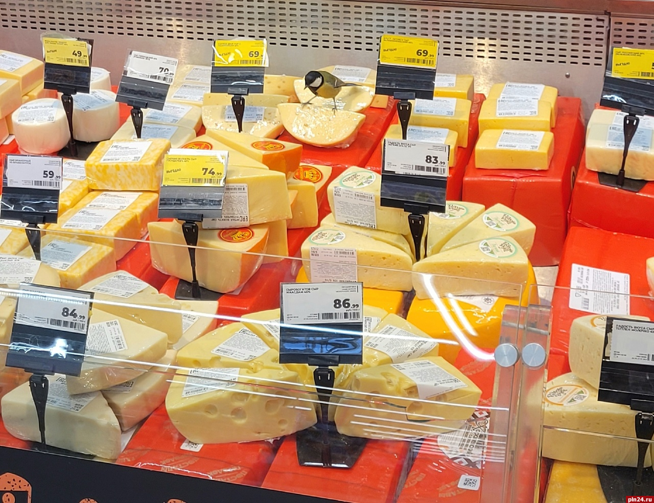 Синичка лакомится сыром в псковском магазине. ФОТО