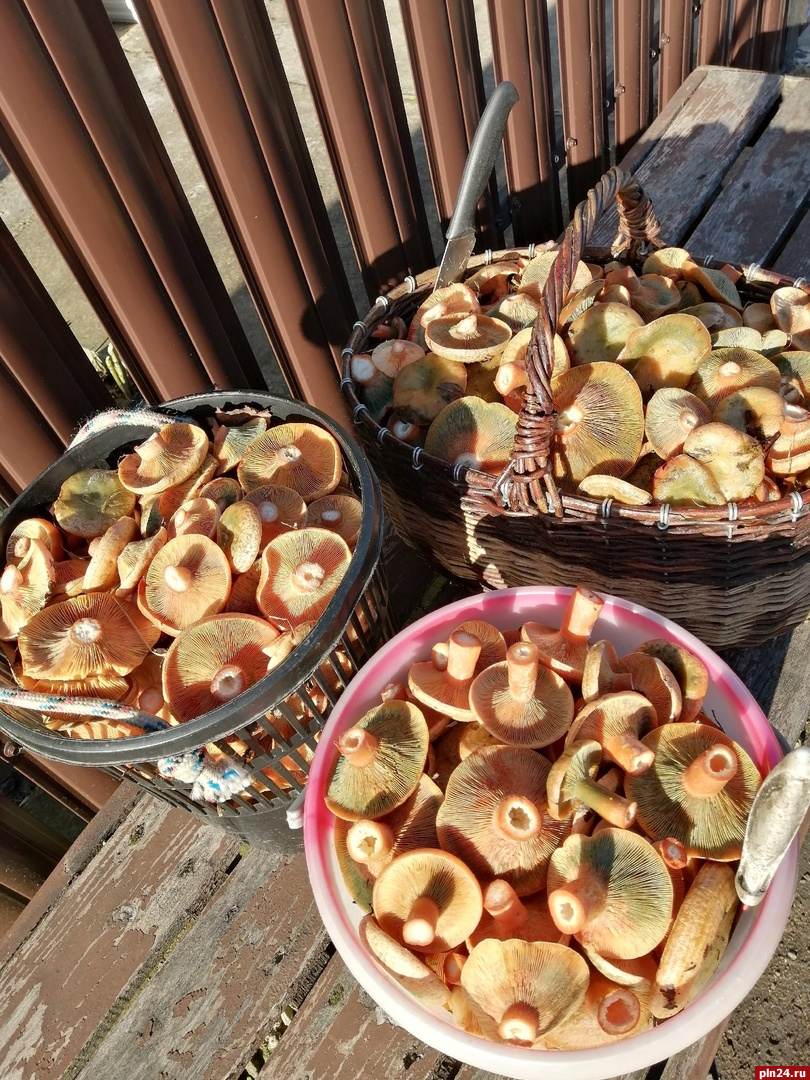 «Лес не отпускает»: псковичи собирают звенящие от мороза рыжики