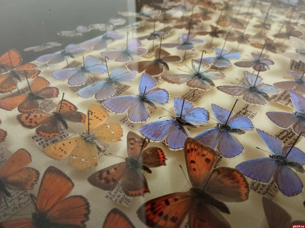 Выставка «Бабочки нашего детства» открылась в Изборске
