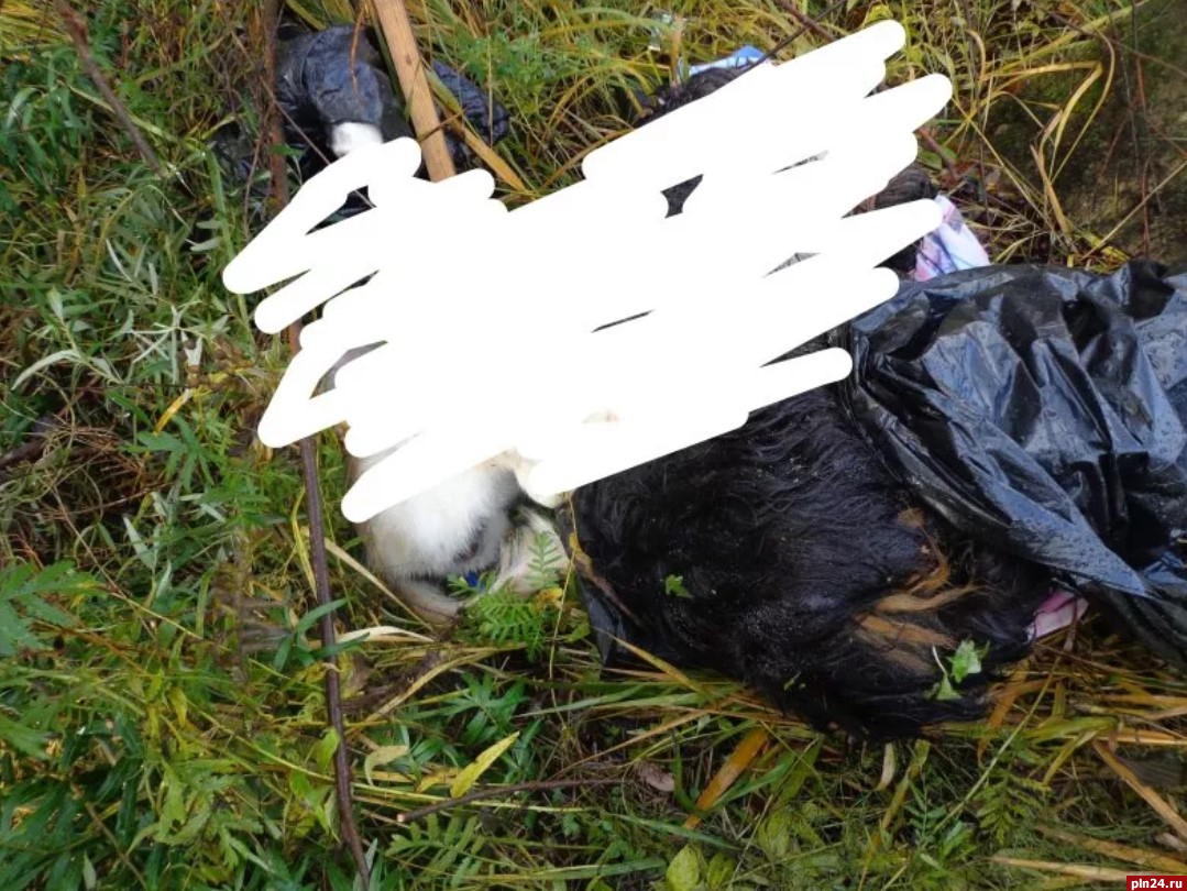 Полицейские поделились ходом проверки по факту обнаружения трупов собак под Псковом