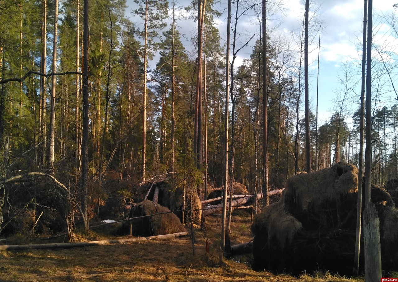 Короед-типограф уничтожил участок леса в Стругокрасненском районе