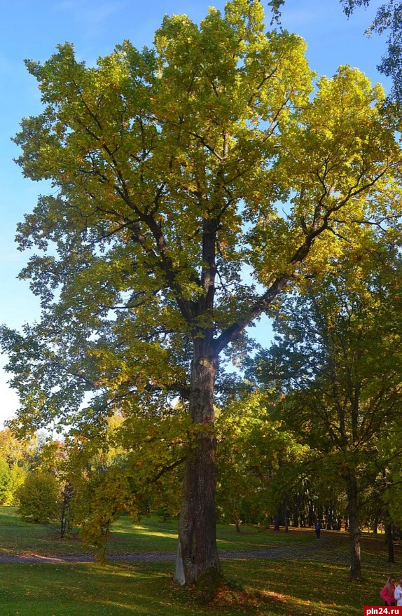 Трём древним псковским дубам присвоили звание «Дерево - памятник живой природы»