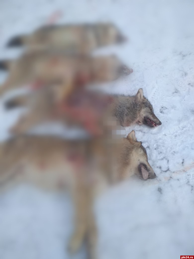 Охотники застрелили волков, которые держали в страхе жителей пыталовских деревень