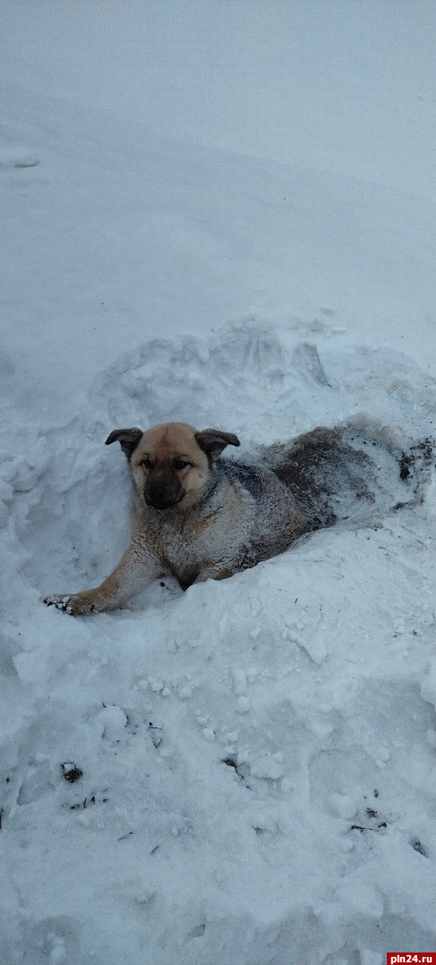 Собака вмерзла в снег в Островском районе