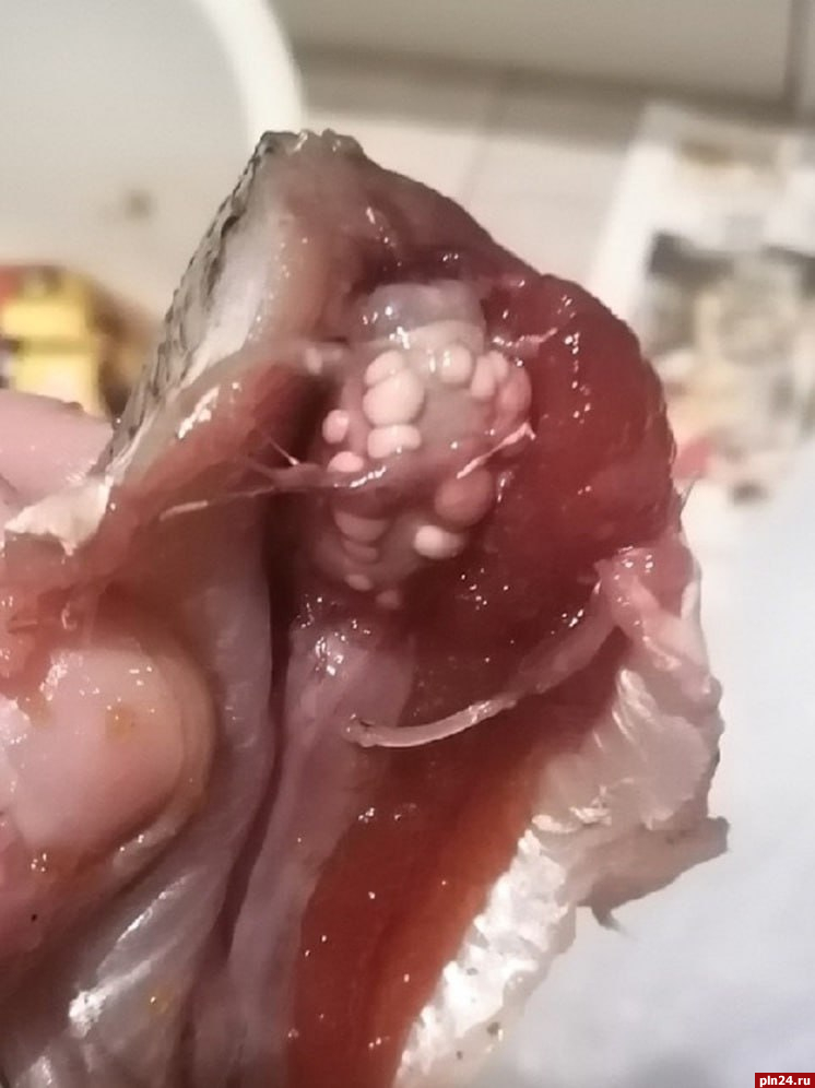 Червя-паразита и белые яйца в рыбе обнаружил псковский рыбак