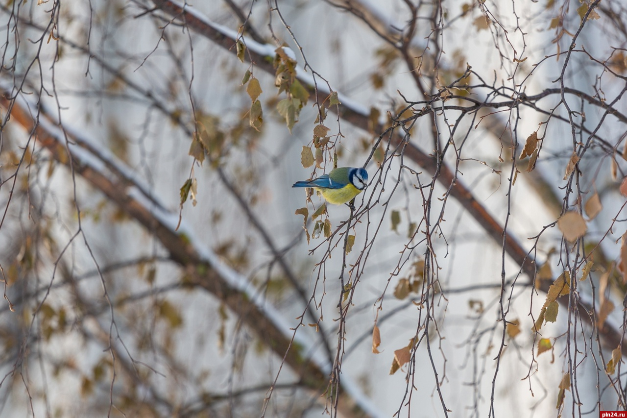 Об особенностях жизни птиц зимой расскажут в музее-заповеднике «Изборск»
