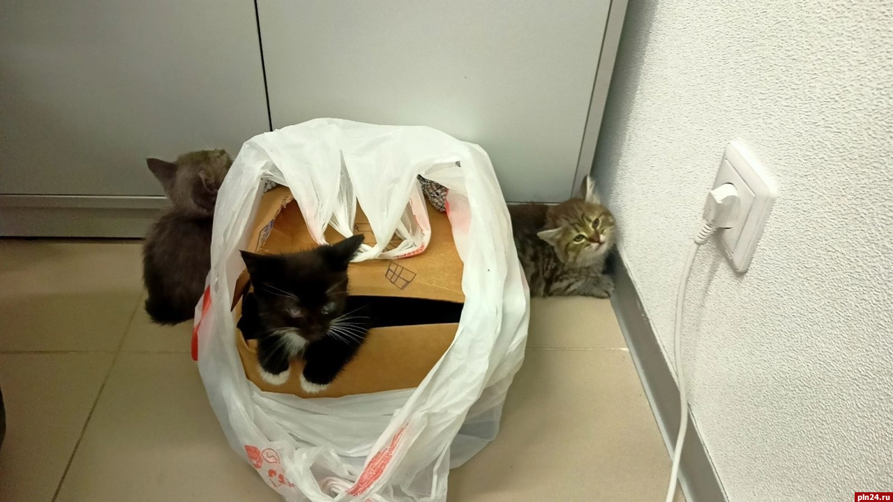 Коробку с котятами подкинули к офису «Команды 2018» в Пскове