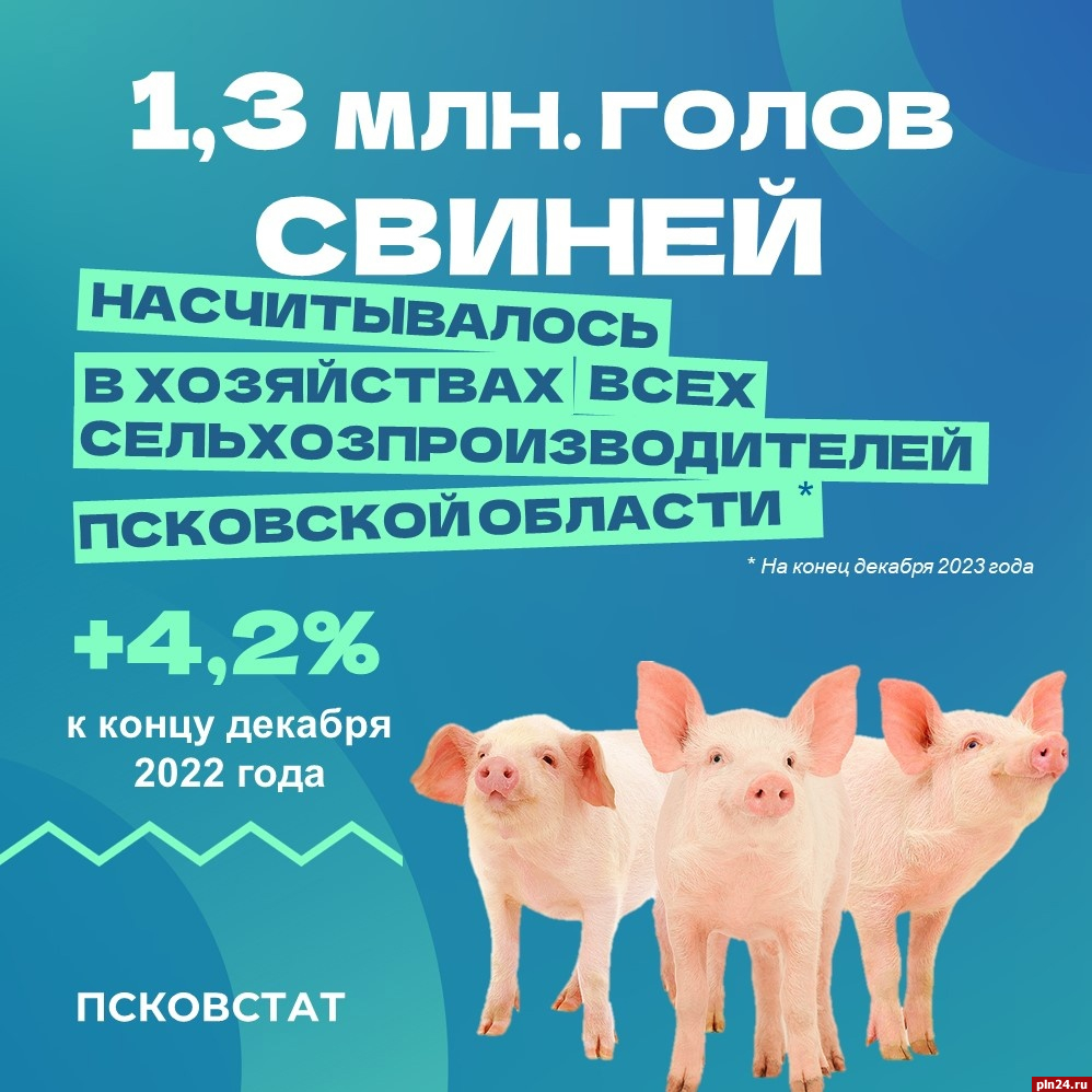 Поголовье свиней растет в Псковской области
