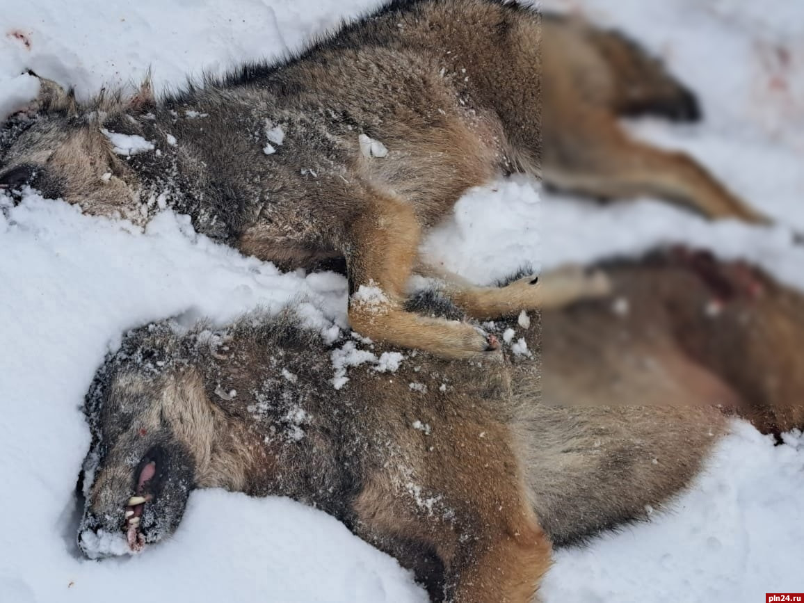 Лицензии на отстрел волков в национальном парке «Себежский» выдадут в феврале