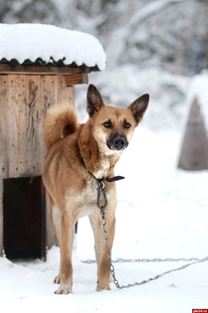 Приют для собак «Вторая жизнь» в Гдове закрывается