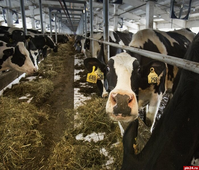 Свыше 220 тысяч тонн молока произвели в Псковской области в 2023 году