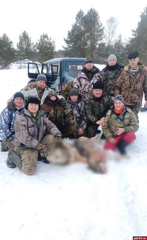 Охотники добыли двух волков в Новоржевском округе