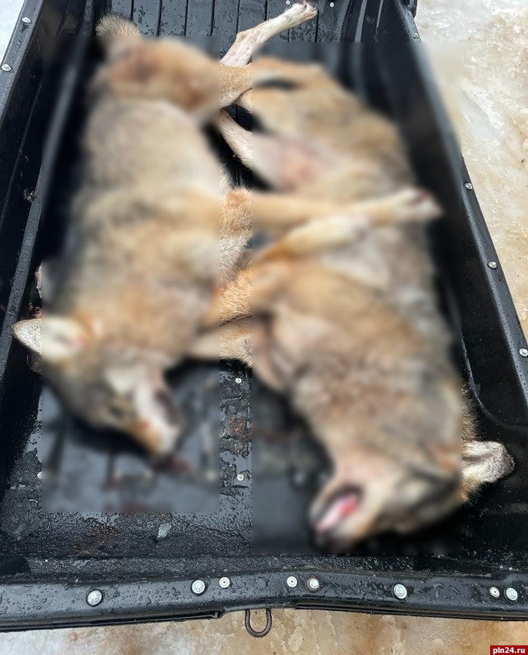 Двух волков застрелили охотники в Новоржевском округе