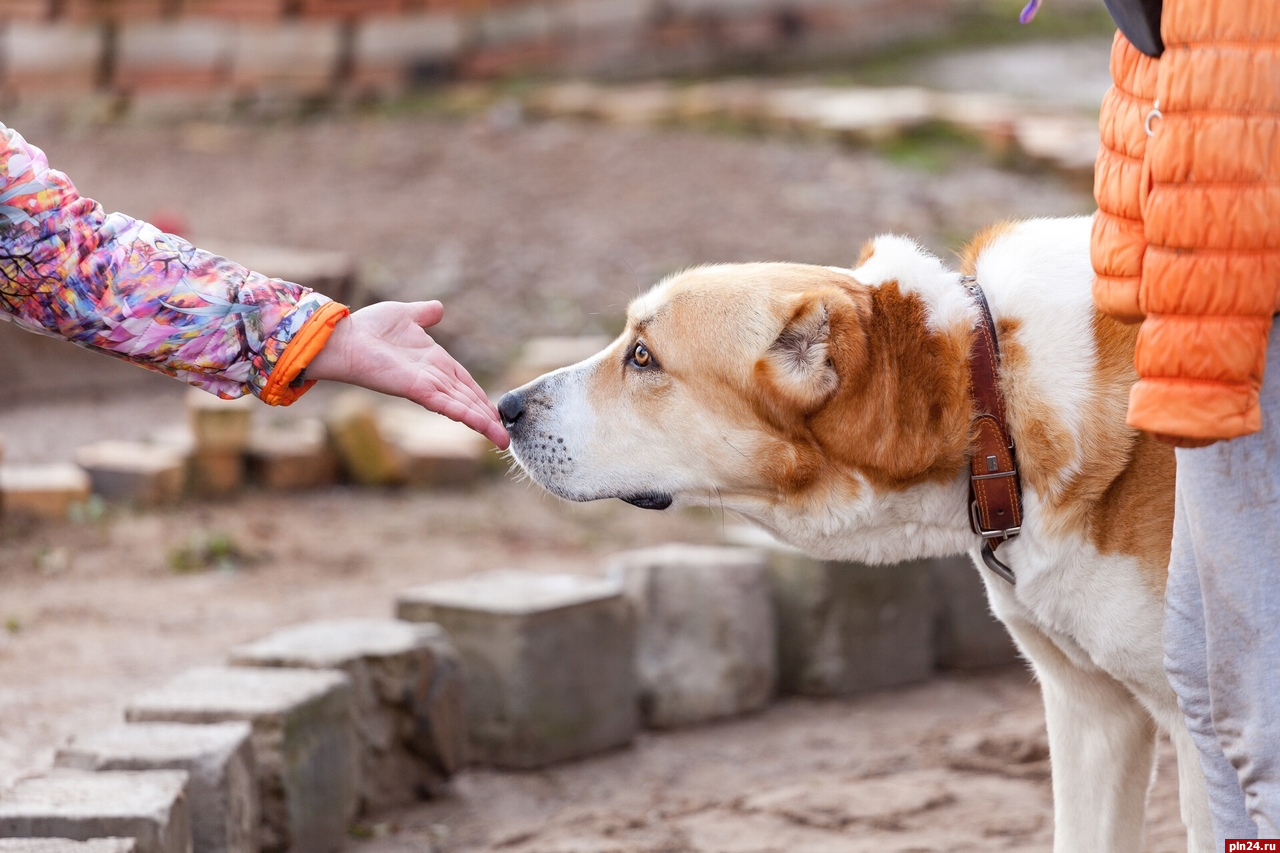 Собак научили распознавать болезнь Паркинсона с точностью до 90%