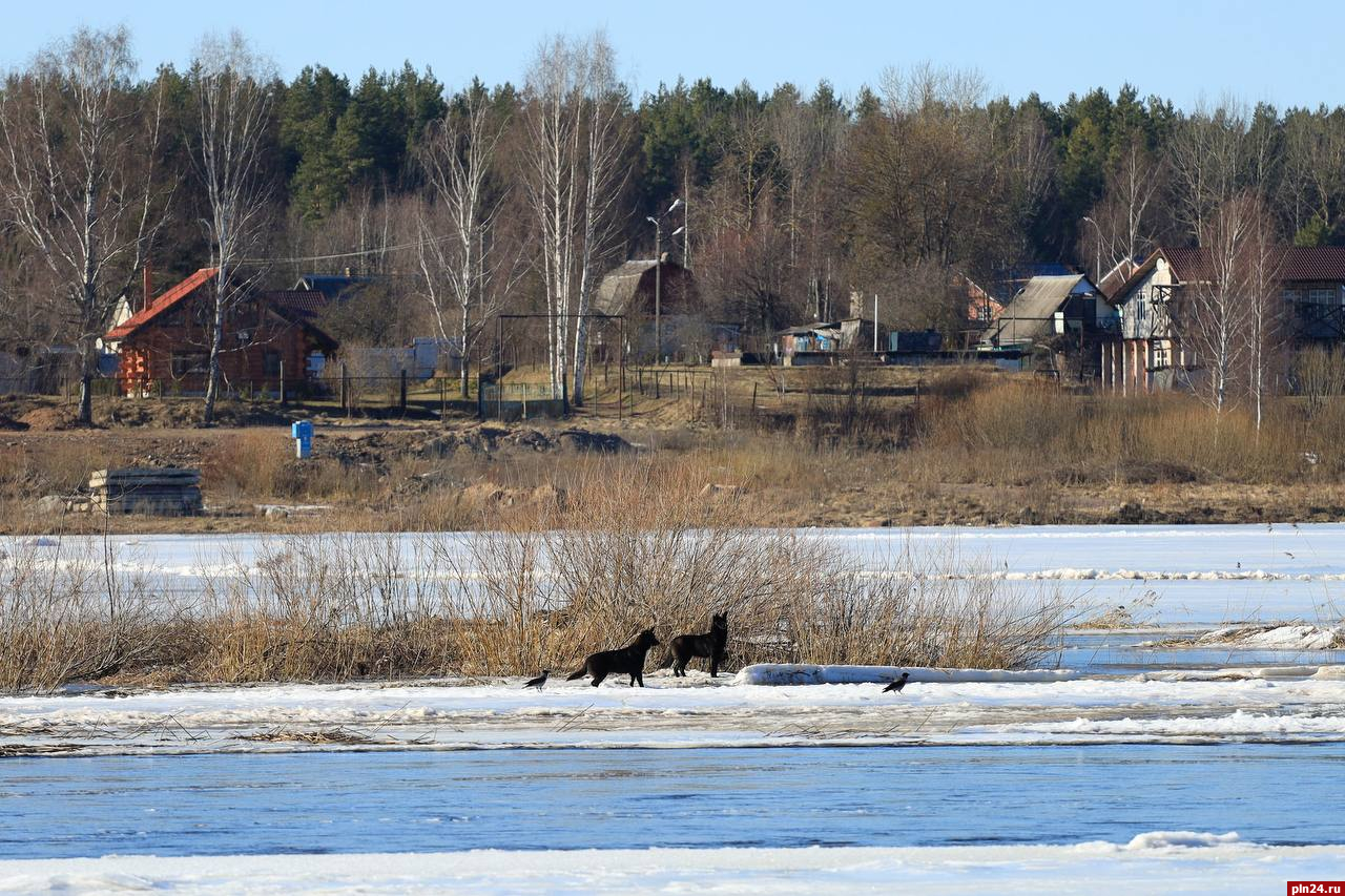 Три собаки могли прийти на остров на реке Великой из-за бобра, сообщают очевидцы