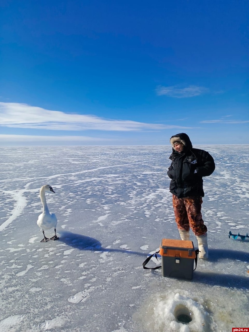 Псковские рыбаки встретили лебедей по льду Чудского озера