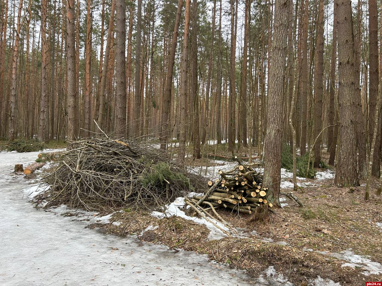 Интерактив: Корытовский лес в пеньках и сучьях