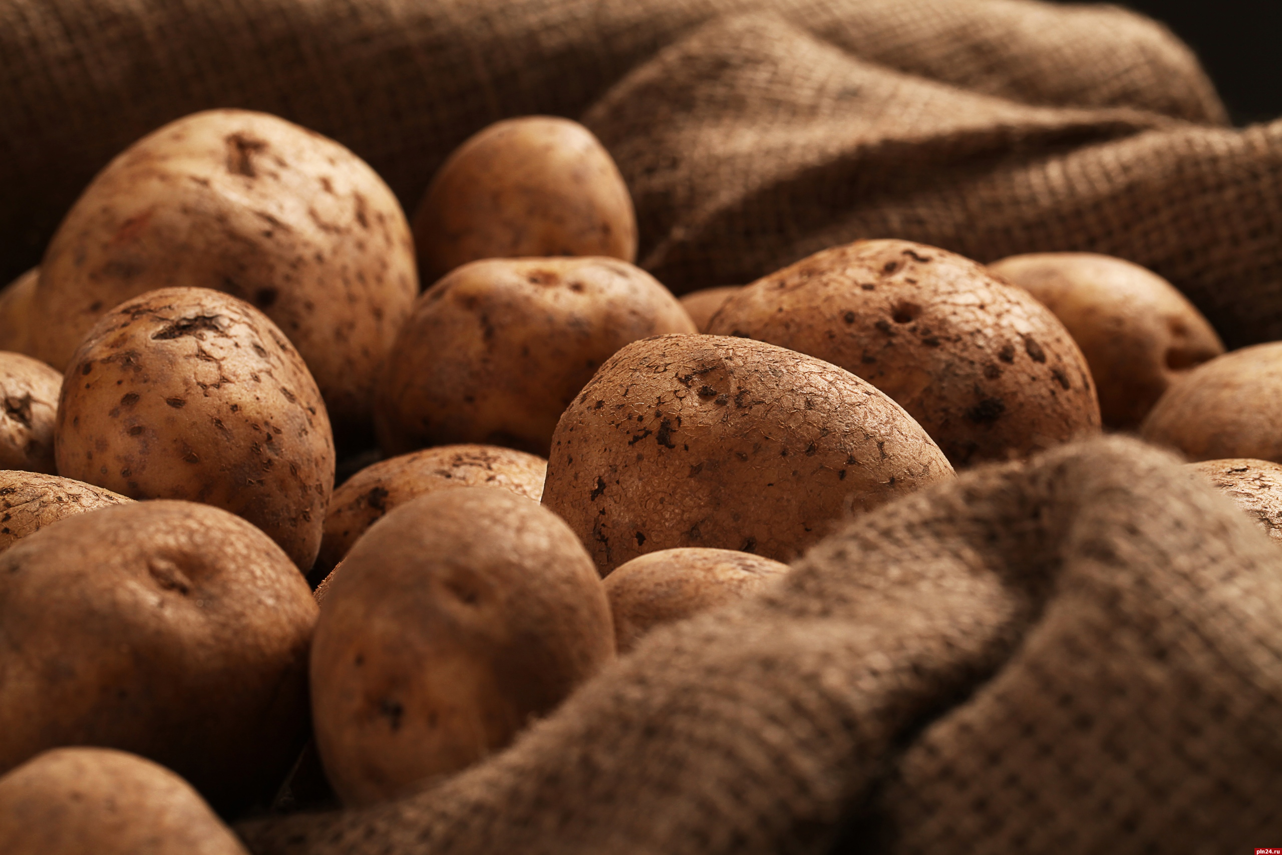 37% владельцев земельных участков в Пскове собираются сажать картофель в этом году - опрос