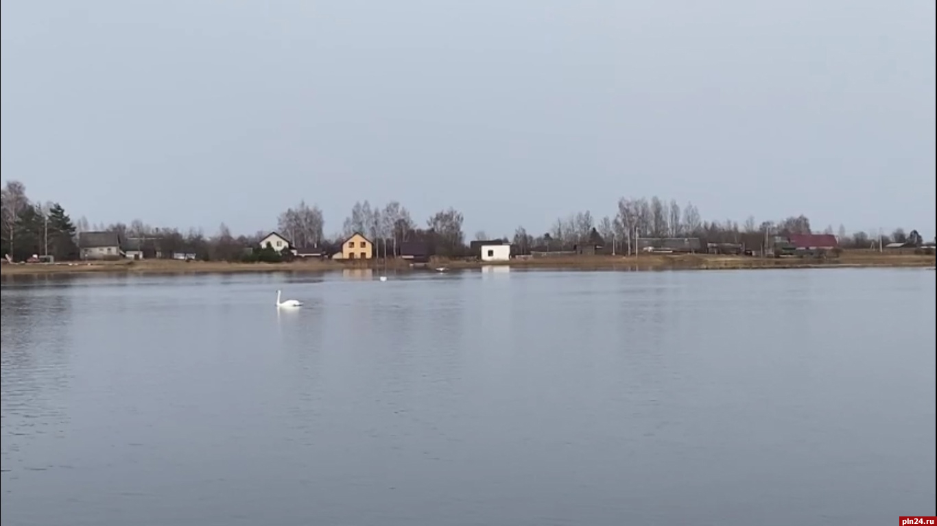 Лебеди прилетели на великолукское озеро Фотьевское