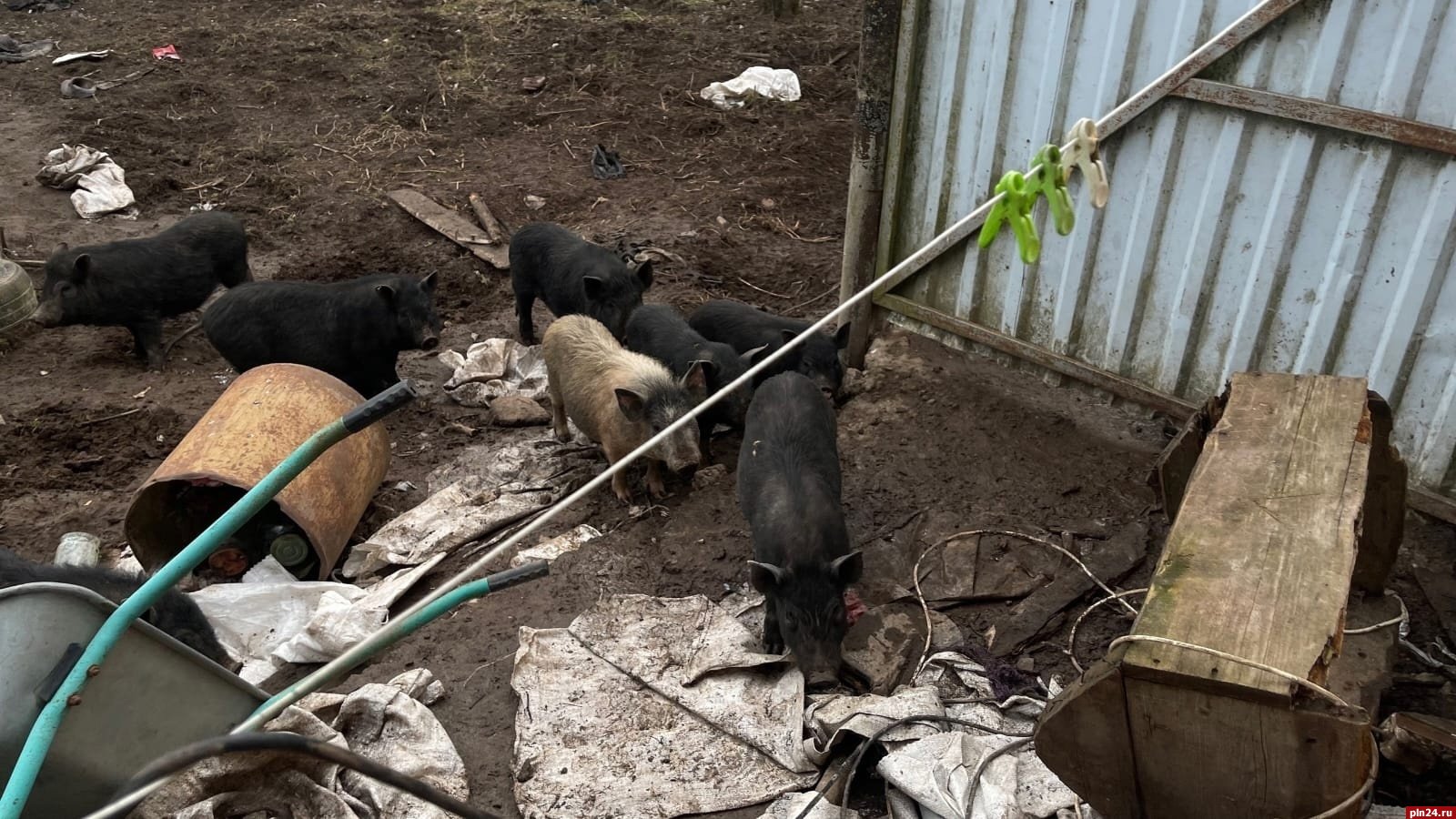 Собаки породы хаски и свиньи голодают под Псковом