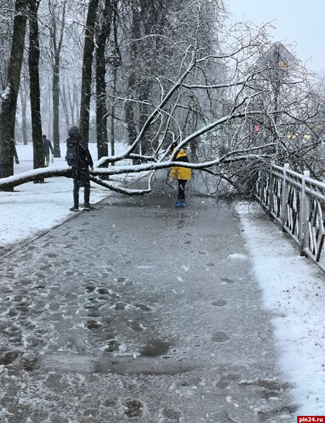 Дерево упало на тротуар в Пскове
