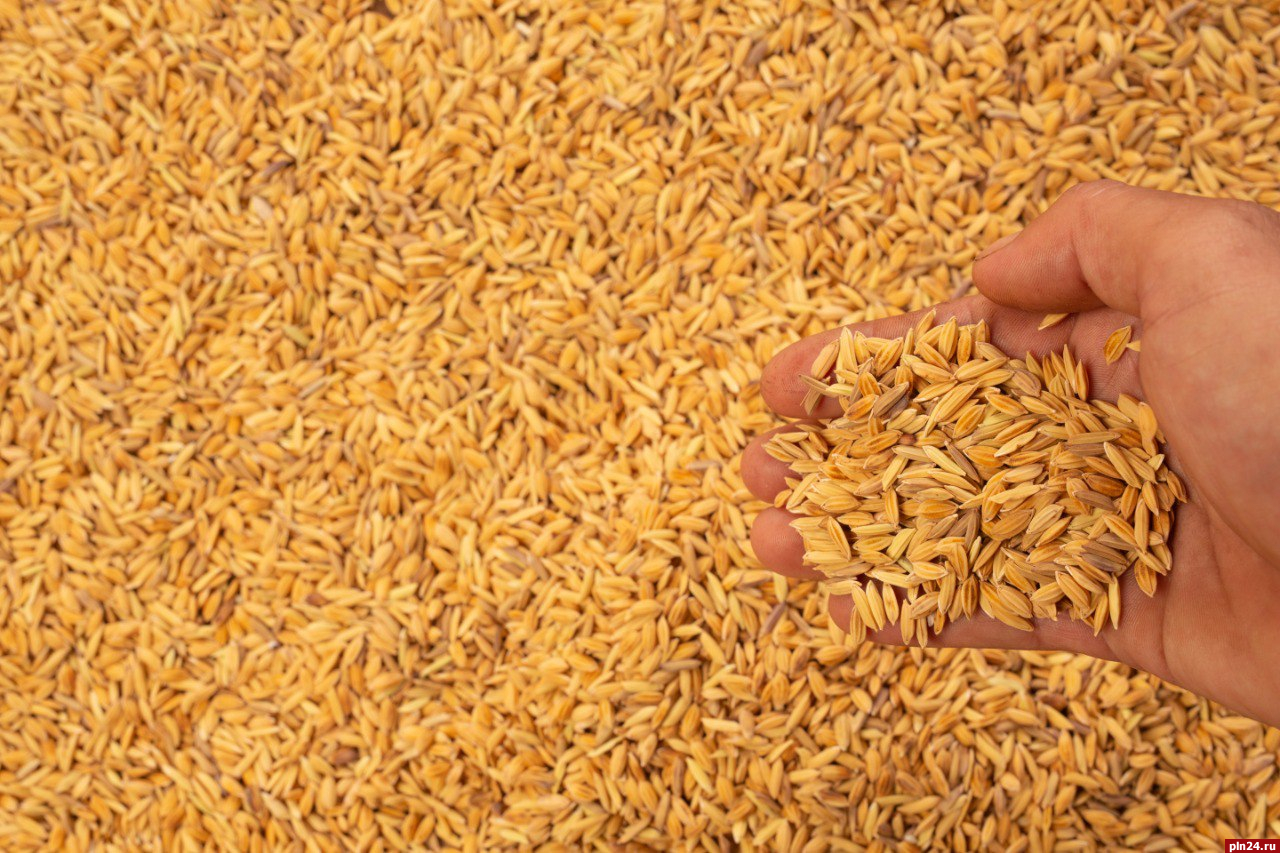 Более 100 нарушений при перевозке зерна выявили в Псковской области