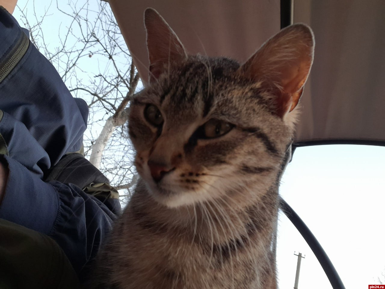 Неизвестный подстрелил кошку Креветку в гдовском селе
