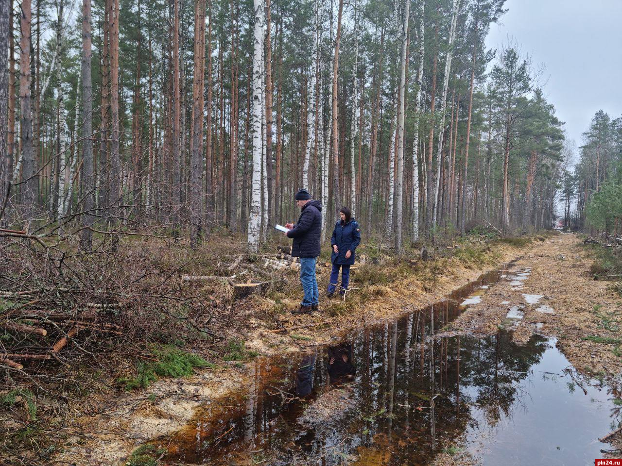 Уголовное дело возбудили по факту рубки деревьев в Корытовском лесу