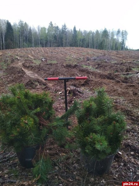 Более 5,5 тысячи га леса восстановят в Псковской области