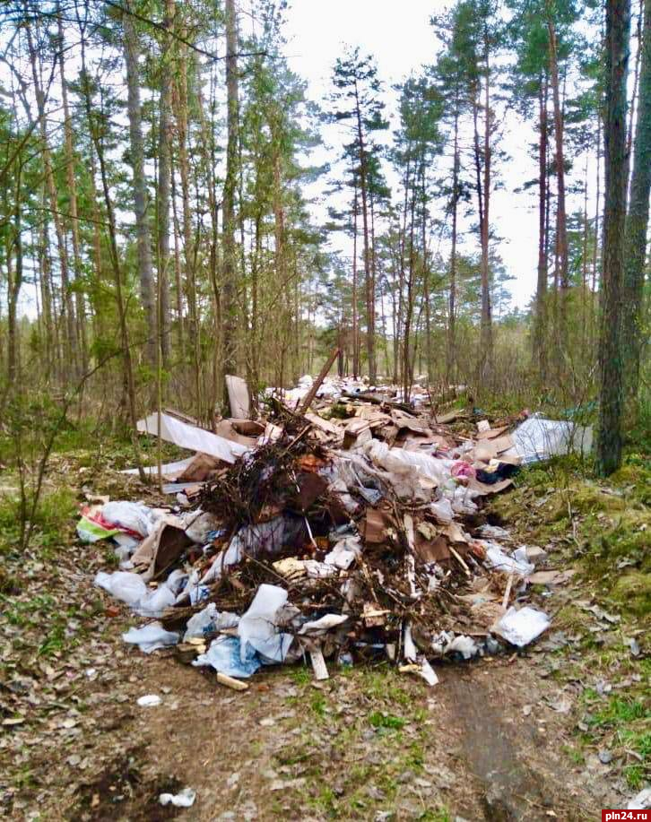 Пскович попался на незаконной выгрузке мусора в лесу
