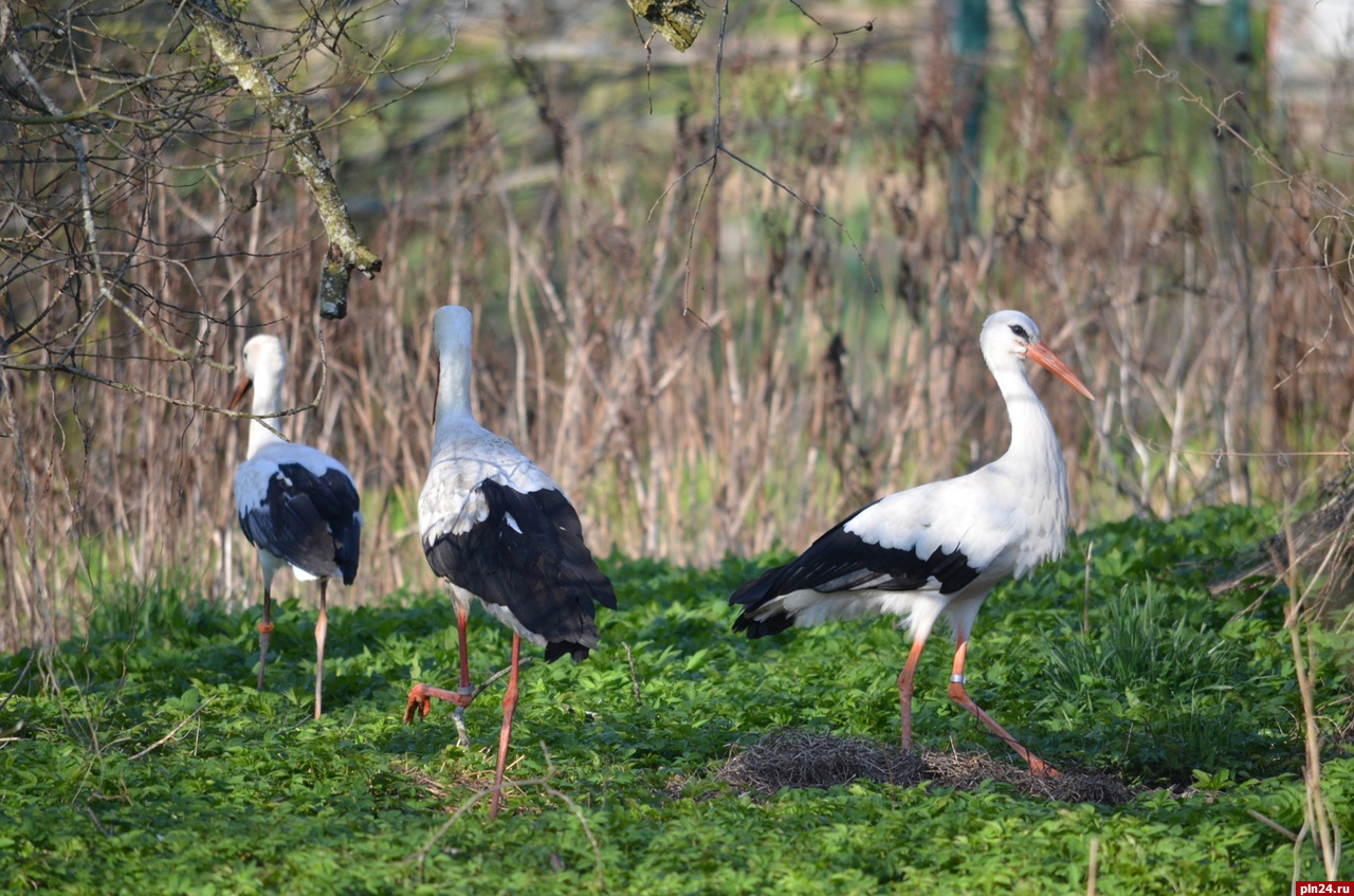 Гдовский «Дом белого аиста» выпустил на волю свыше 20 птиц