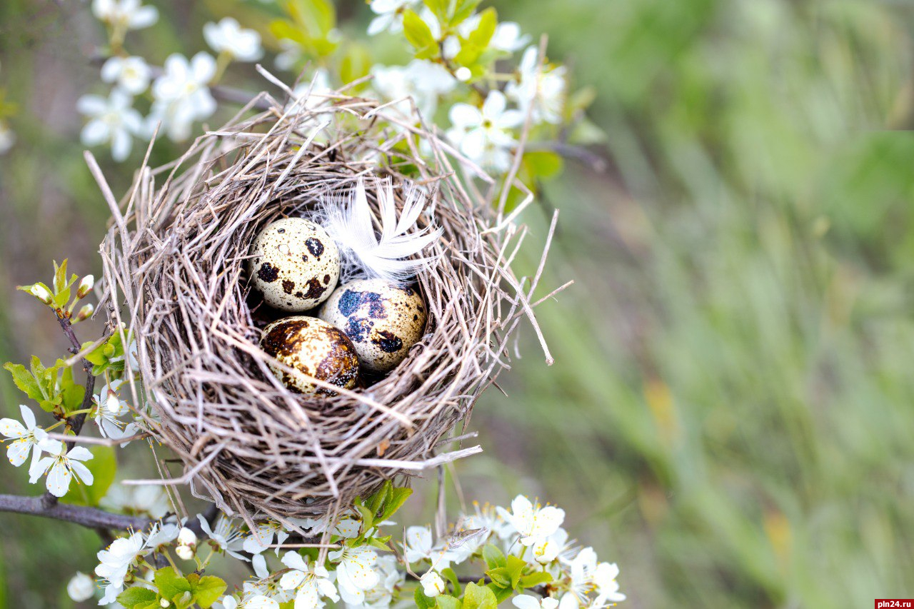 Чего нельзя делать с «выпавшим из гнезда» птенцом, рассказал орнитолог