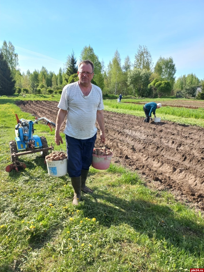 Глава Опочецкого округа Юрий Ильин на майских выходных посадил картофель 